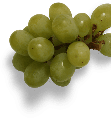 Uvas